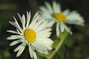two white daisies