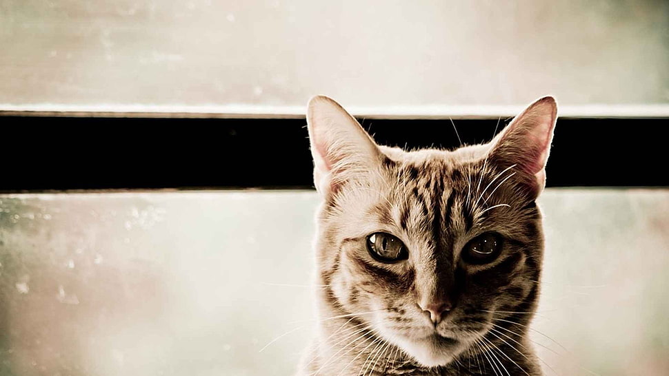 short-fur gray and brown tabby cat HD wallpaper