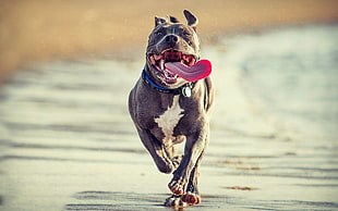 adult gray and white American bully, pit bull, dog, nature, running HD wallpaper