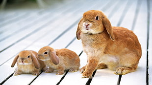 selective focus photography of three tan rabbits