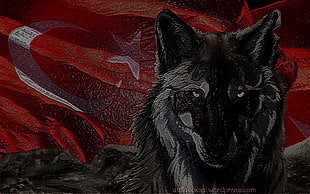 gray wolf painting, wolf, Bozkurt, Turkish, Turkey HD wallpaper