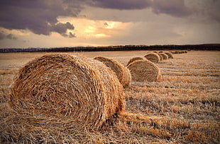 brown hay, straw, field, landscape, haystacks