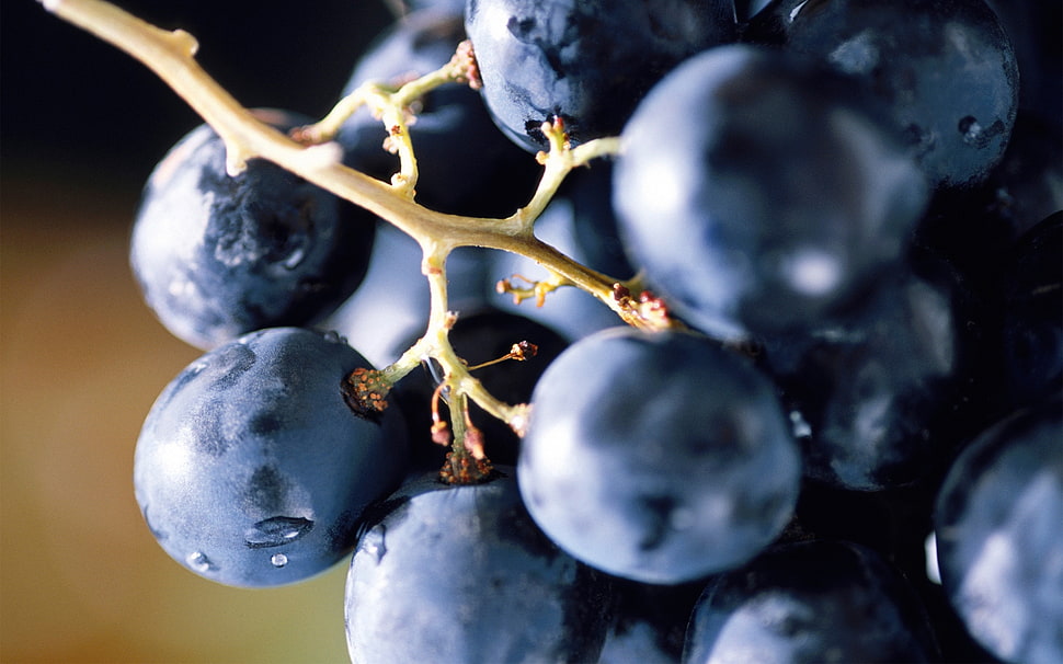 selective focus photo of blueberries HD wallpaper