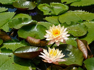 two white lotus flowers HD wallpaper