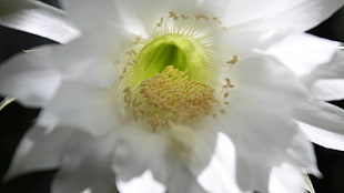 macro photography of fully bloomed white petaled flower