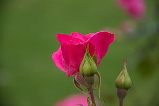 pink flower in bokeh photography, rose