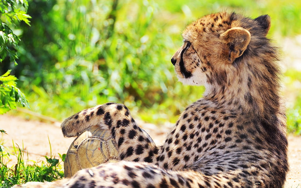 Cheetah surrounded by green plants during day tim HD wallpaper
