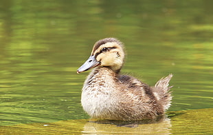 gray duckling on water