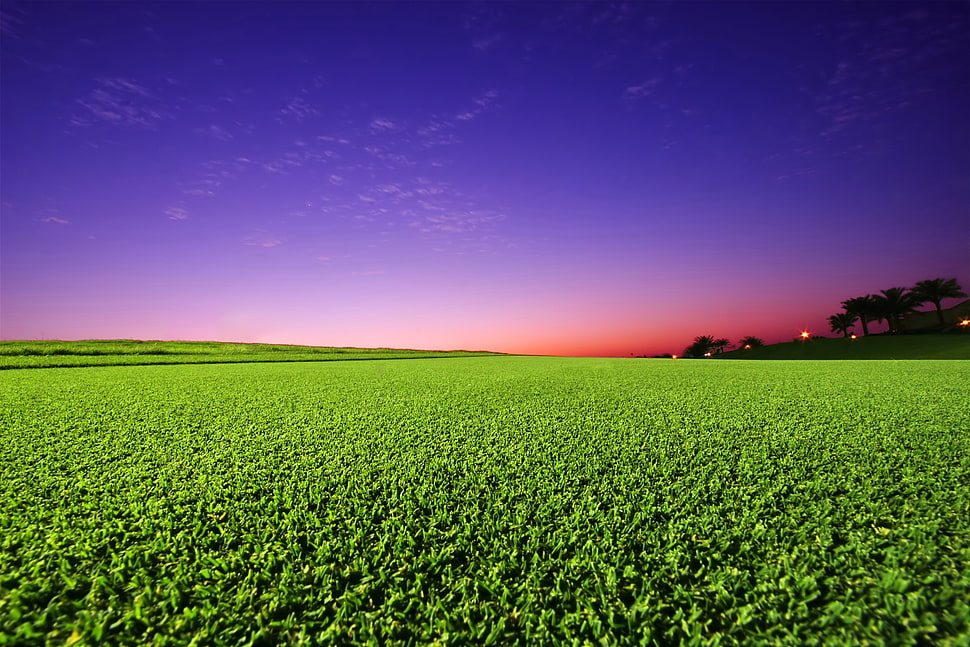 crop field under purple and red sky photo HD wallpaper