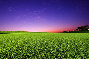 crop field under purple and red sky photo