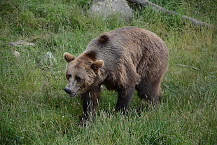 brown bear on grass field during daytime