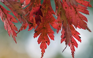 bokeh photography of red leaves