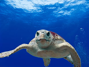 closeup photo of sea turtle