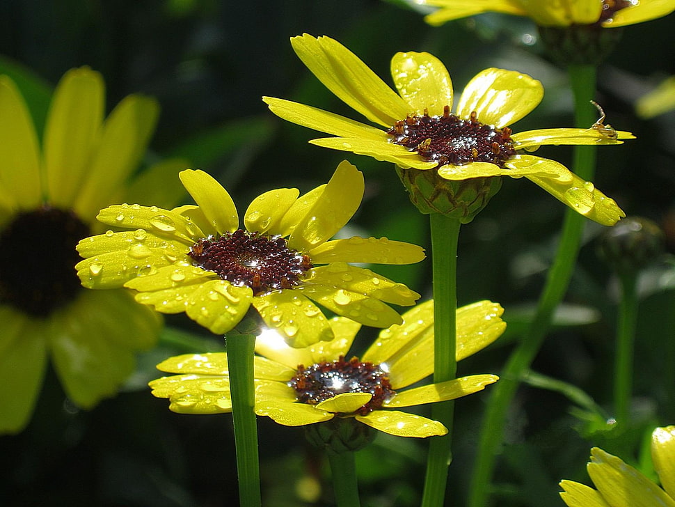 shallow focus photography of yellow flower HD wallpaper