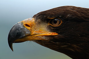 close view of brown Hawk head