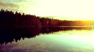 view of body of water surrounded by trees during sunset