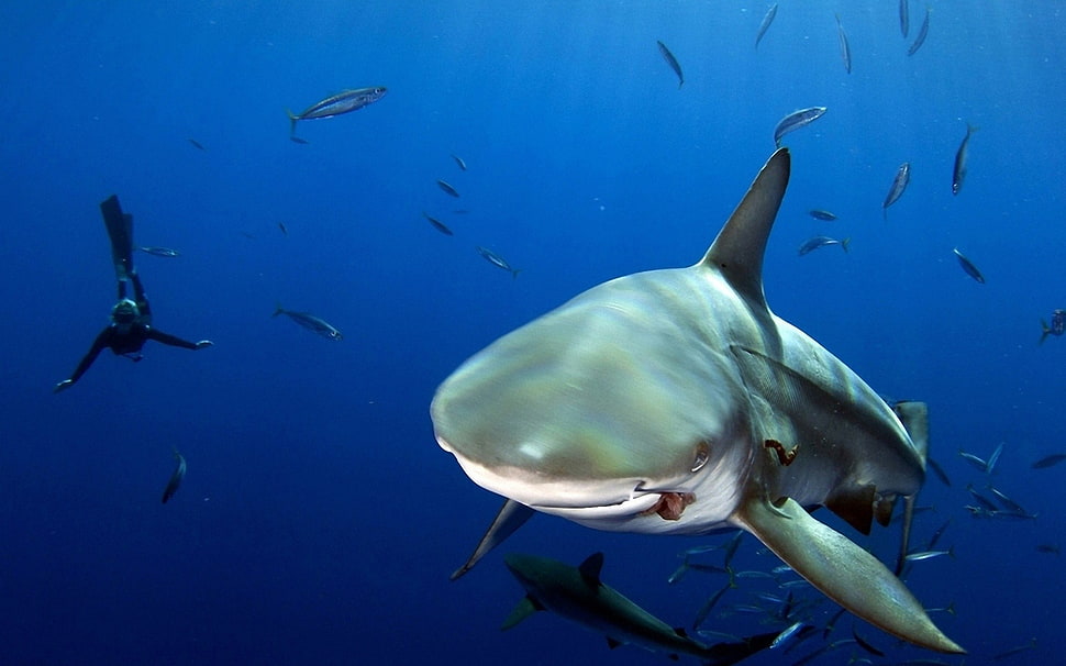gray shark, shark, animals HD wallpaper