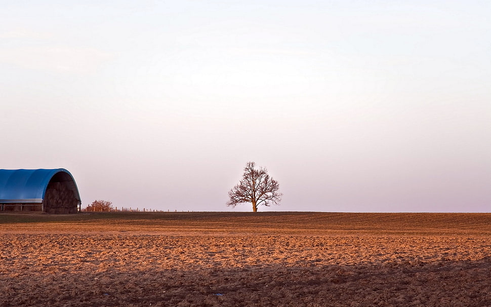 leafless tree near brown house in HD wallpaper