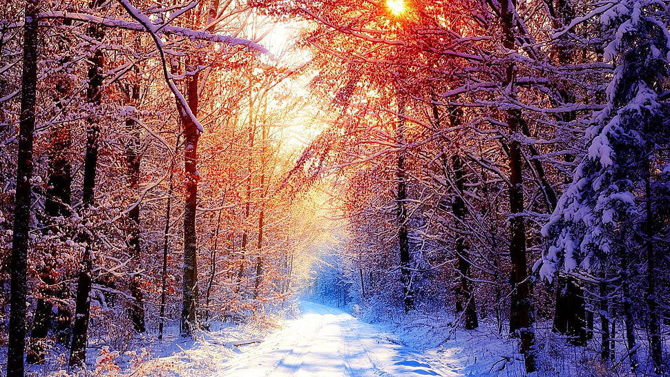 black tree lot, forest, winter HD wallpaper