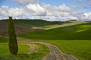 green tree photo during daytime, val d'orcia, tuscany HD wallpaper