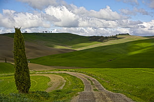 green tree photo during daytime, val d'orcia, tuscany