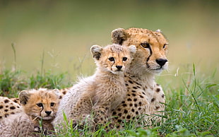 cheetah with cubs, animals, mammals, baby animals, cheetah HD wallpaper