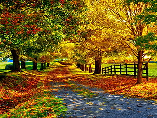 photography of maple trees during autumn season
