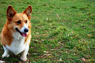 brown dog sits on green grass field HD wallpaper
