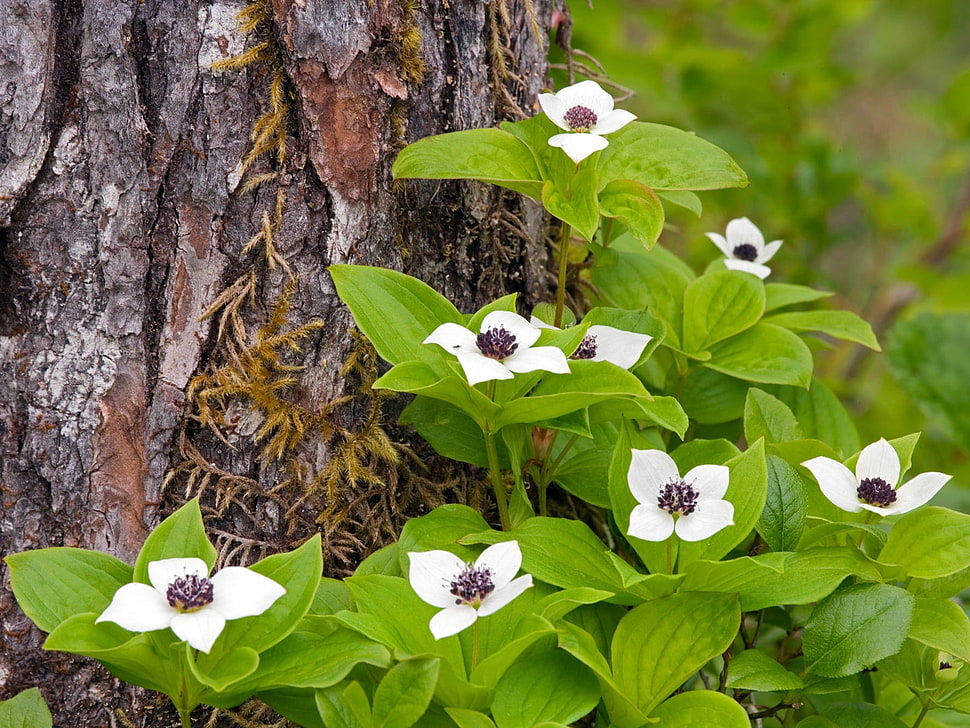 white flowery green plant HD wallpaper