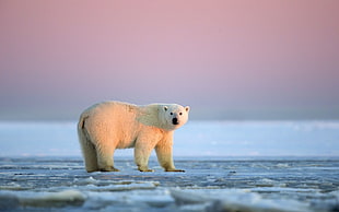 Polar Bear on snow