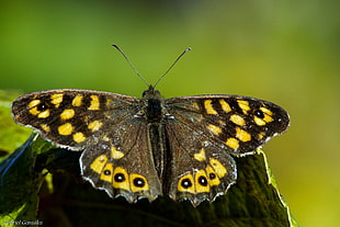 black and yellow butterfly during daytime HD wallpaper