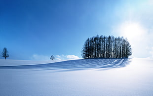 snow field near trees during daytime, snow, nature, winter, sunlight HD wallpaper