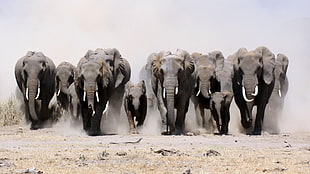 gray elephants, elephant, animals