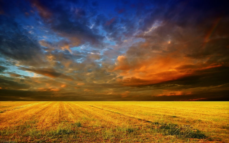 panoramic photography of grass field HD wallpaper