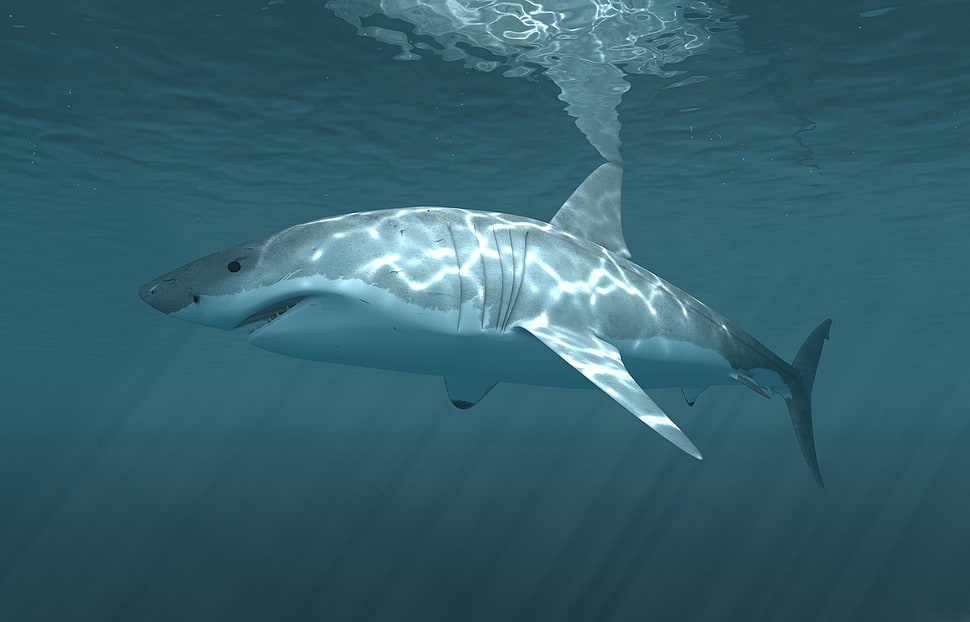 gray and white shark, shark, underwater, animals HD wallpaper