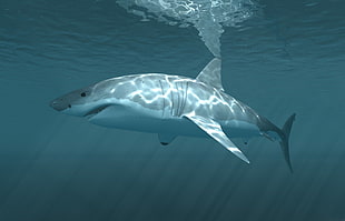 gray and white shark, shark, underwater, animals