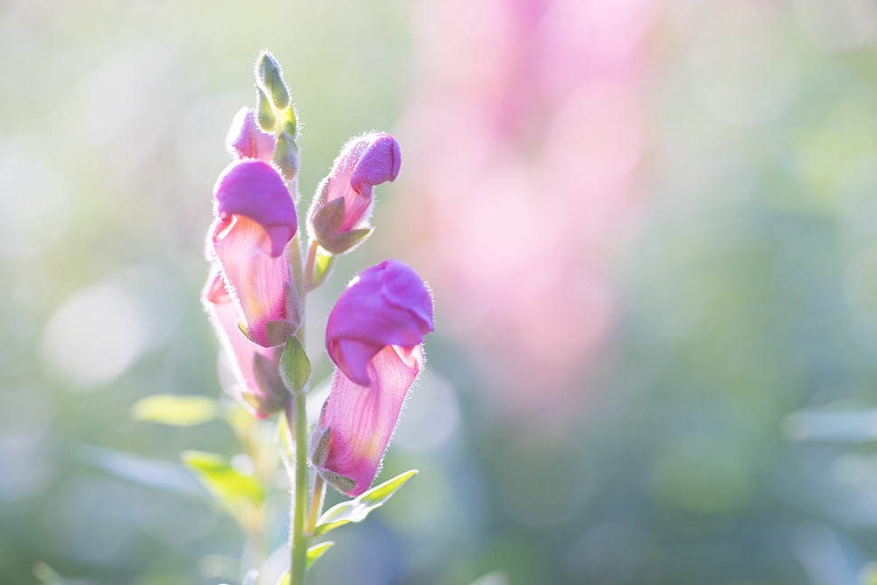 pink Snapdragons selective focus photography HD wallpaper