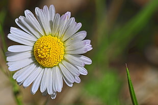 closeup photo of white daisy flower