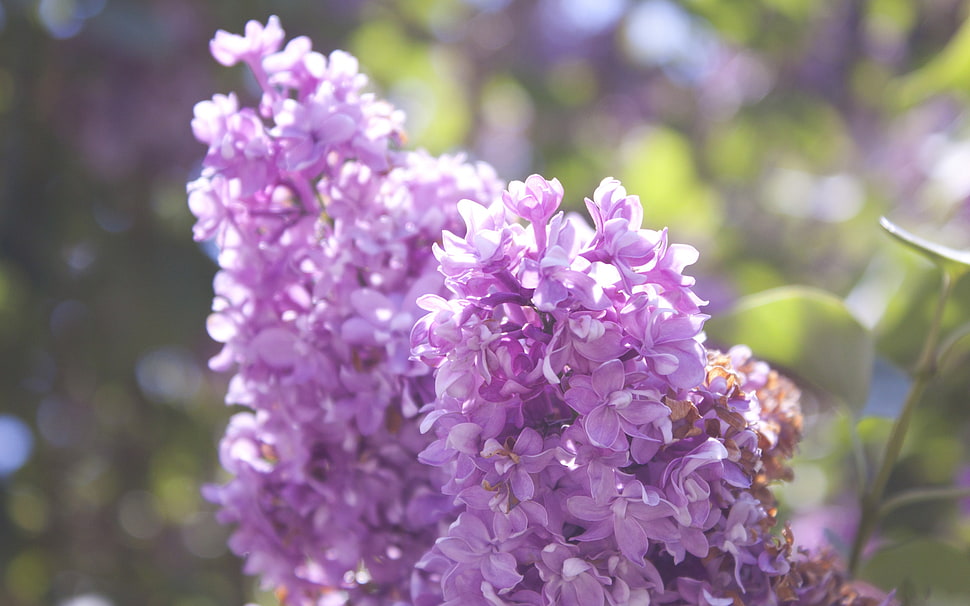 close up photo of purple lilac flower HD wallpaper