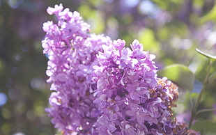 close up photo of purple lilac flower