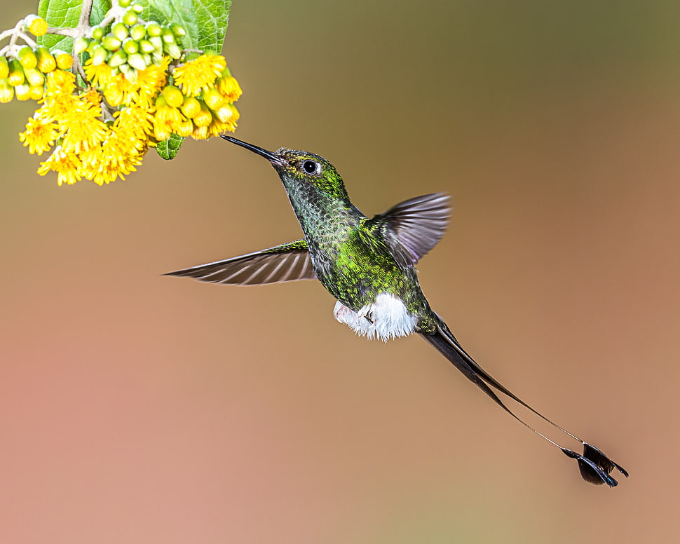 Hummingbird near yellow flowers closeup photo, booted racket-tail HD wallpaper