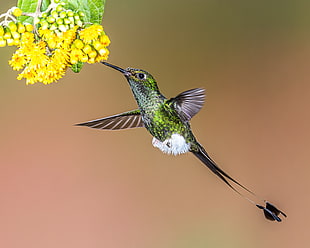 Hummingbird near yellow flowers closeup photo, booted racket-tail