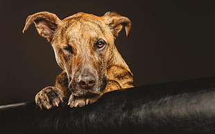 short-coated tan dog, dog, animals, leather