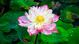 white and pink lotus flower, lotus flowers HD wallpaper