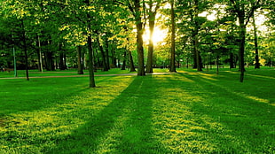 green grass field, trees, park, sunlight HD wallpaper
