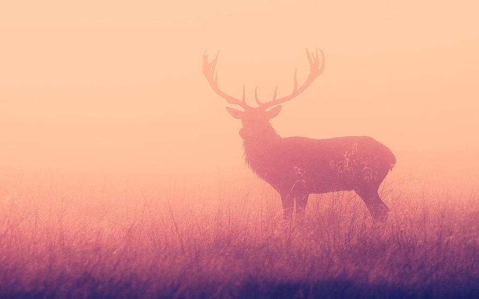 silhouette of reindeer illustration, elk, animals, deer, nature HD wallpaper