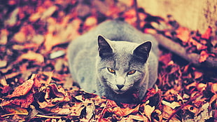 Russian blue cat on dried leaves