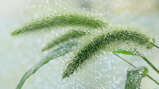 brown grass, plants, rain, summer, water drops HD wallpaper