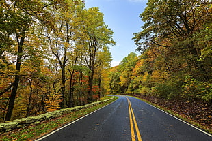 blacktop road lined with trees with green and brown foliage