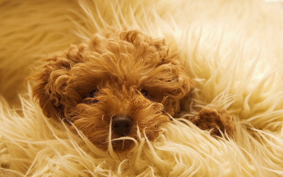 fawn Labradoodle puppy HD wallpaper